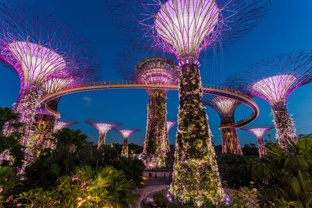 SINGAPORE - FEBRUARY 28, 2015: Sunset scene of the Supertree Groove at Garden by the Bay. Garden by the Bay is one of the most famous tourist attraction in Singapore.のeditorial素材