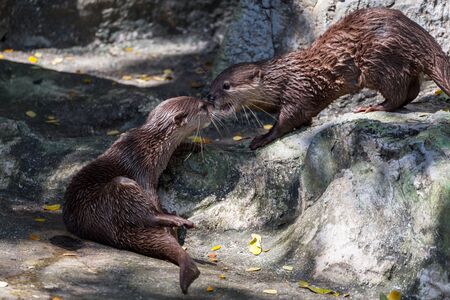 otter in a zooの写真素材