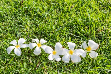 white frangipani flowers on green grassの写真素材
