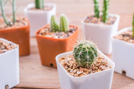 mini cactusの写真素材