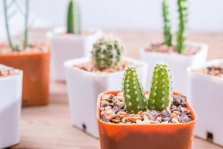 mini cactusの写真素材