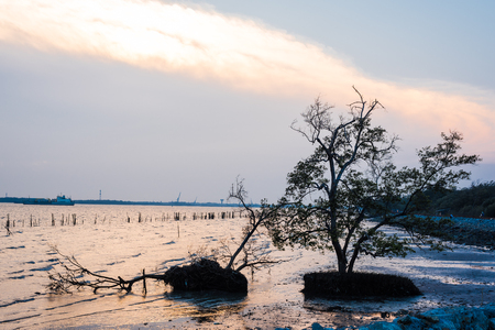 sunset sea with silhouetted treeの写真素材