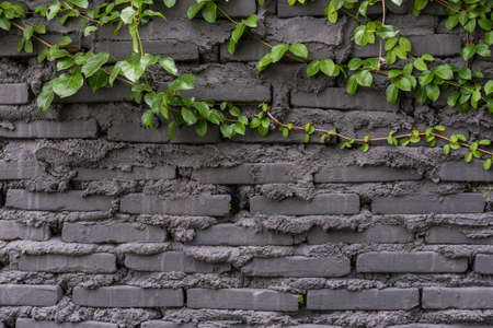 brick wall and plantの写真素材