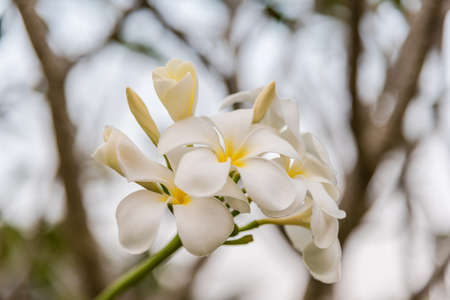 white frangipani flowersの写真素材