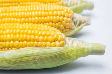 corn close-upの写真素材