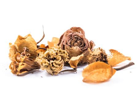 brown dried flower isolated on white backgroundの写真素材