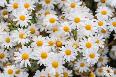 daisy flowersの写真素材
