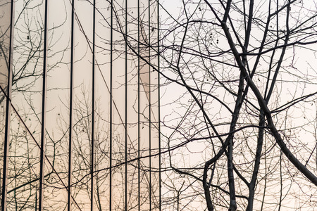 silhouette tree and glass wallの写真素材