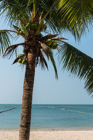 Palm tree and seaの写真素材
