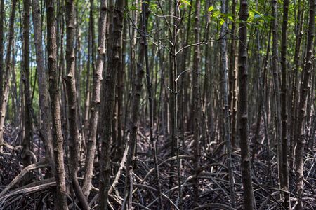 mangrove treeの写真素材