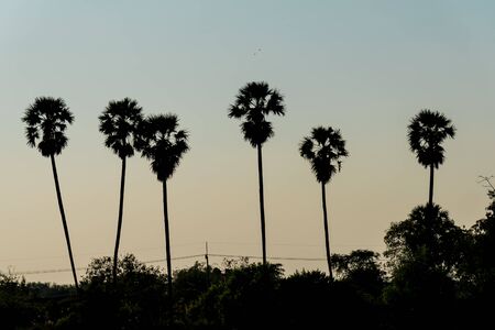 sugar palm tree silhouetteの写真素材