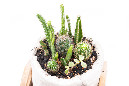 cactus isolated on white backgroundの写真素材