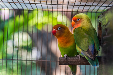 parrotの写真素材