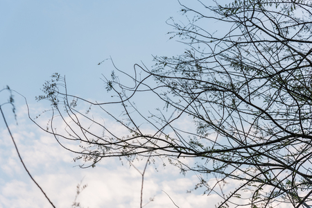 tree branch silhouetteの写真素材