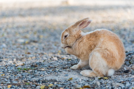 brown rabbitの写真素材
