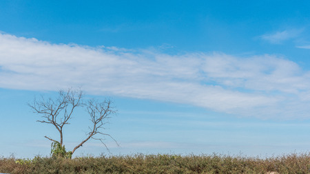 dead branch tree on blue skyの写真素材