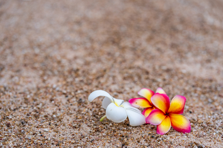 plumeria on the beachの写真素材