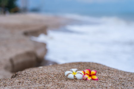 plumeria on the beachの写真素材