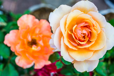 close-up orange roseの写真素材