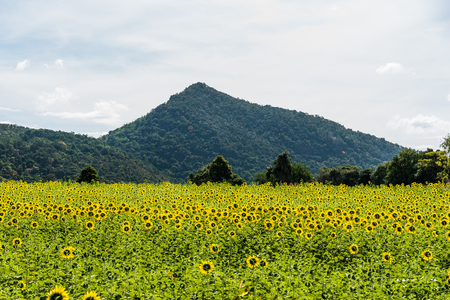 colorful sunflower fieldの写真素材