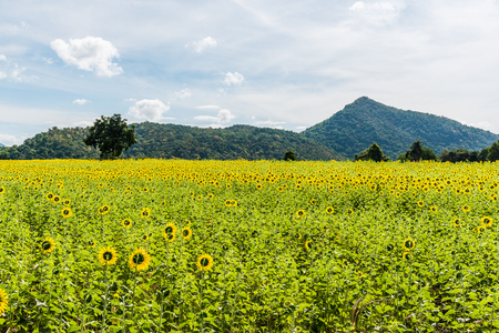 colorful sunflower fieldの写真素材