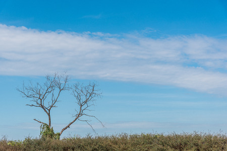 dead branch tree on blue skyの写真素材