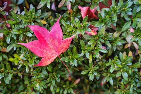 red maple leaf close-upの写真素材