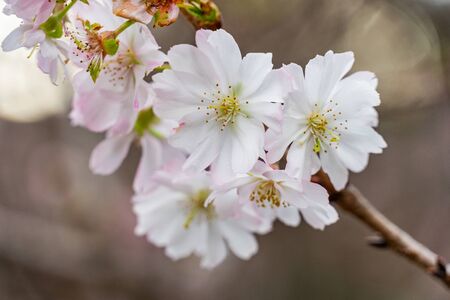 close up white sakura flowersの写真素材