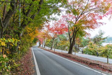 autumn leaves along the road at Kawaguchi lake, Japanの写真素材