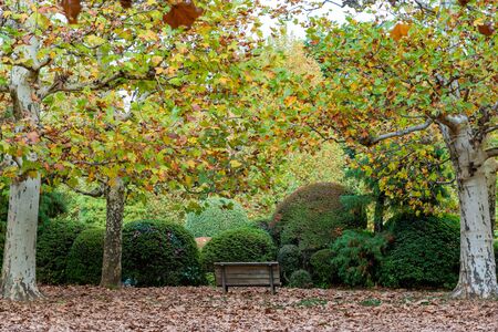 autumn leaves at Shinjuku Gyoen park, Japanの写真素材