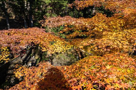 red maple leaf close-upの写真素材
