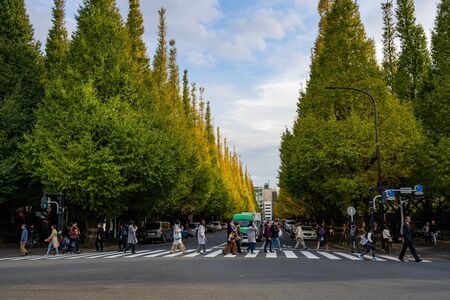 TOKYO, JAPAN - NOVEMBER 16, 2018: Day scene of crowded people at Ginkgo avenue, Tokyo prefecture, Japanのeditorial素材