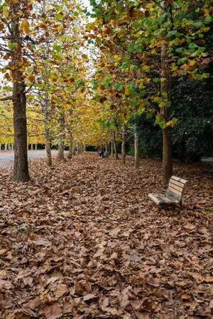TOKYO, JAPAN - NOVEMBER 16, 2018: Day scene of autumn leaves at Shinjuku Gyoen park with autumn leaves, Tokyo prefecture, Japanのeditorial素材