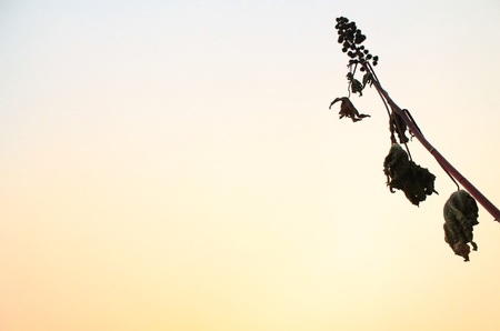 back groundの写真素材