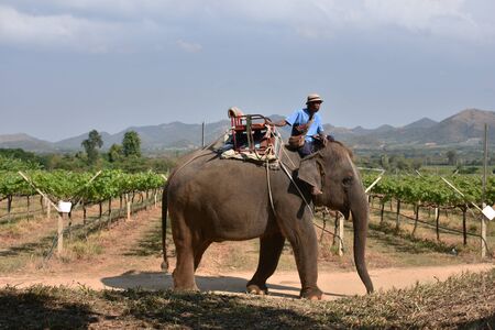 Elephant thai walk in garden fruitのeditorial素材