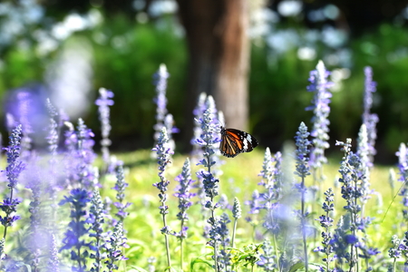 I saw a butterfly. It flew in a field of flowers, garden.It's beautiful, fly fastI shoot a lot of pictures.But I like the picture This leaves most.の写真素材