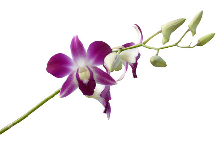 Orchids fragrant and charming. It's very impressive.