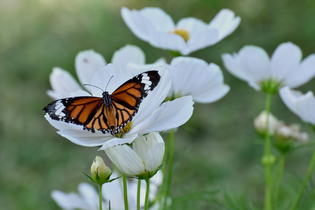 Butterfly and white flower in the garden. It's beautiful and very impressive.の写真素材