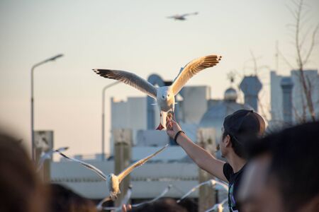 Every year during the month of November to March.Seagulls are a lot of migration to the city SamutPrakarn(Thailand).It is only four to five months.After that, it will return to their habitat in China.のeditorial素材