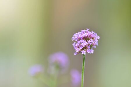 Purple flowers bloom in the garden in the morningの写真素材