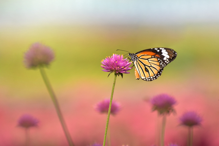 The butterfly was drinking water of the sweet flowers in the morningの写真素材