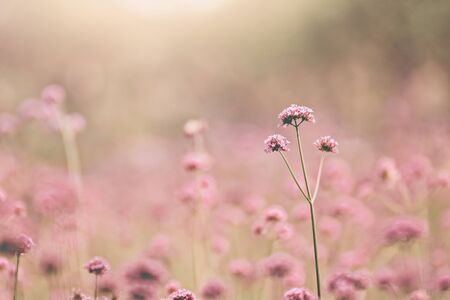 Pink flowers bloom in the garden in the morningの写真素材