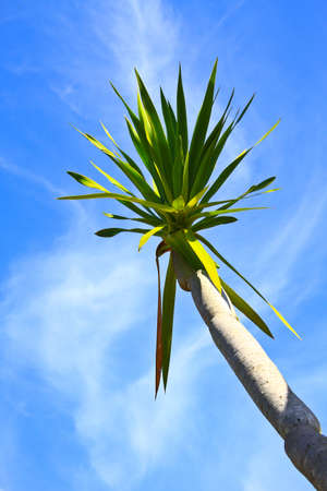 Dracaena tree,  bue sky natural backgroundの写真素材