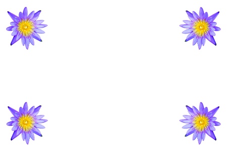 lotus flower isolated on a white backgroundの写真素材