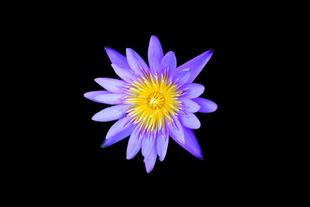 Lotus flower isolated on the black backgroundの写真素材