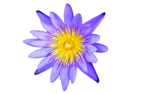 lotus flower isolated on a white backgroundの写真素材