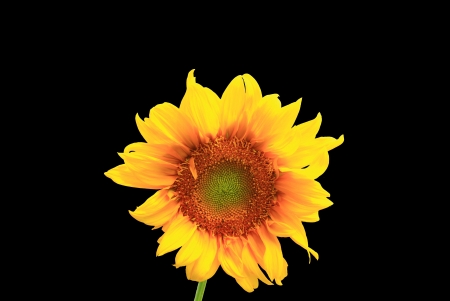 Sunflower close up on black backgroundの写真素材