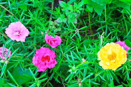 Portulaca flowers, Flowers commonly found in Thailandの写真素材