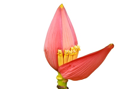 Banana Ornamental, flower of banana on white backgroundの写真素材