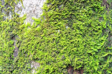 green moss on the trunk of treeの写真素材